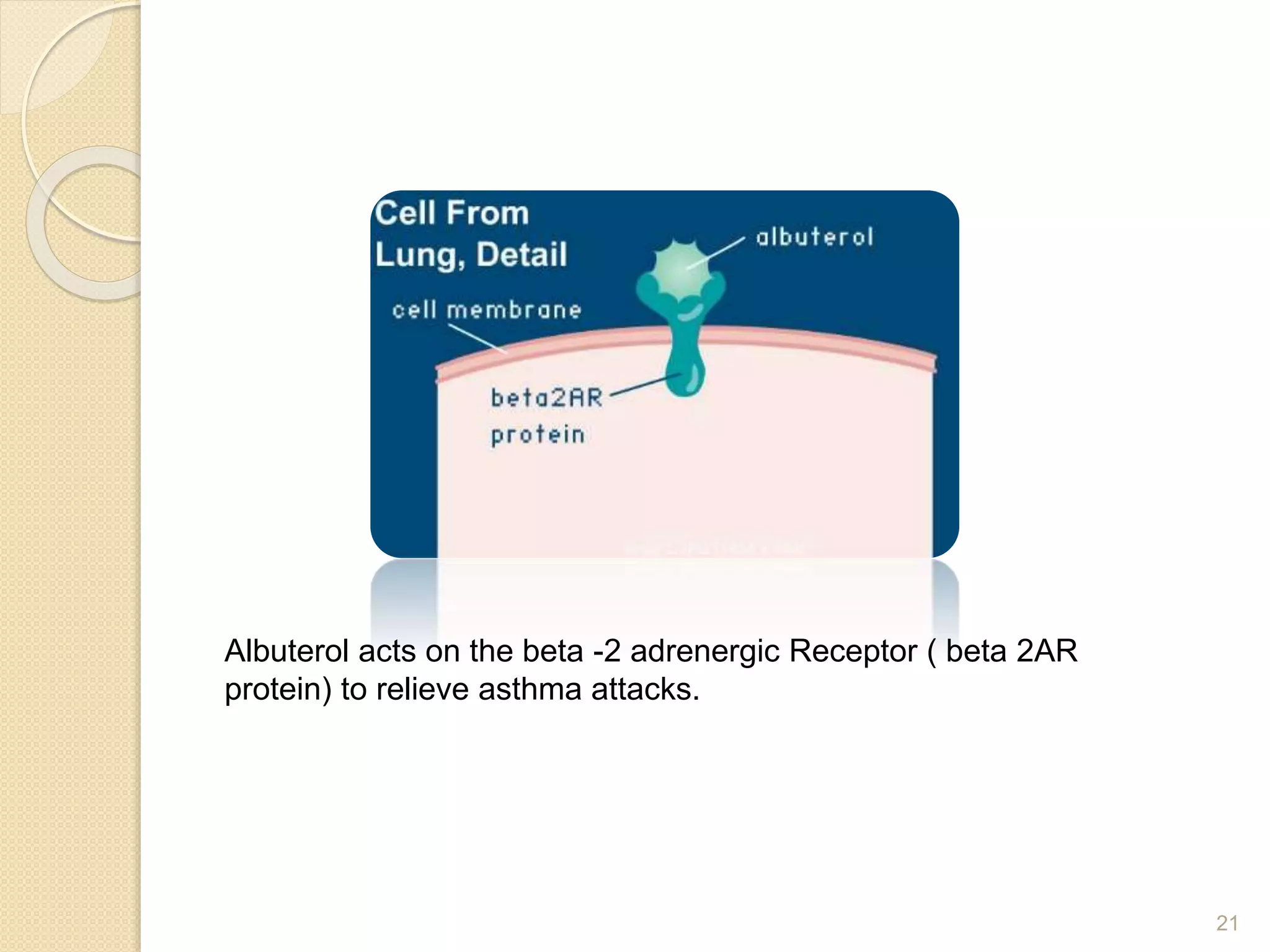 21
Albuterol acts on the beta -2 adrenergic Receptor ( beta 2AR
protein) to relieve asthma attacks.
 