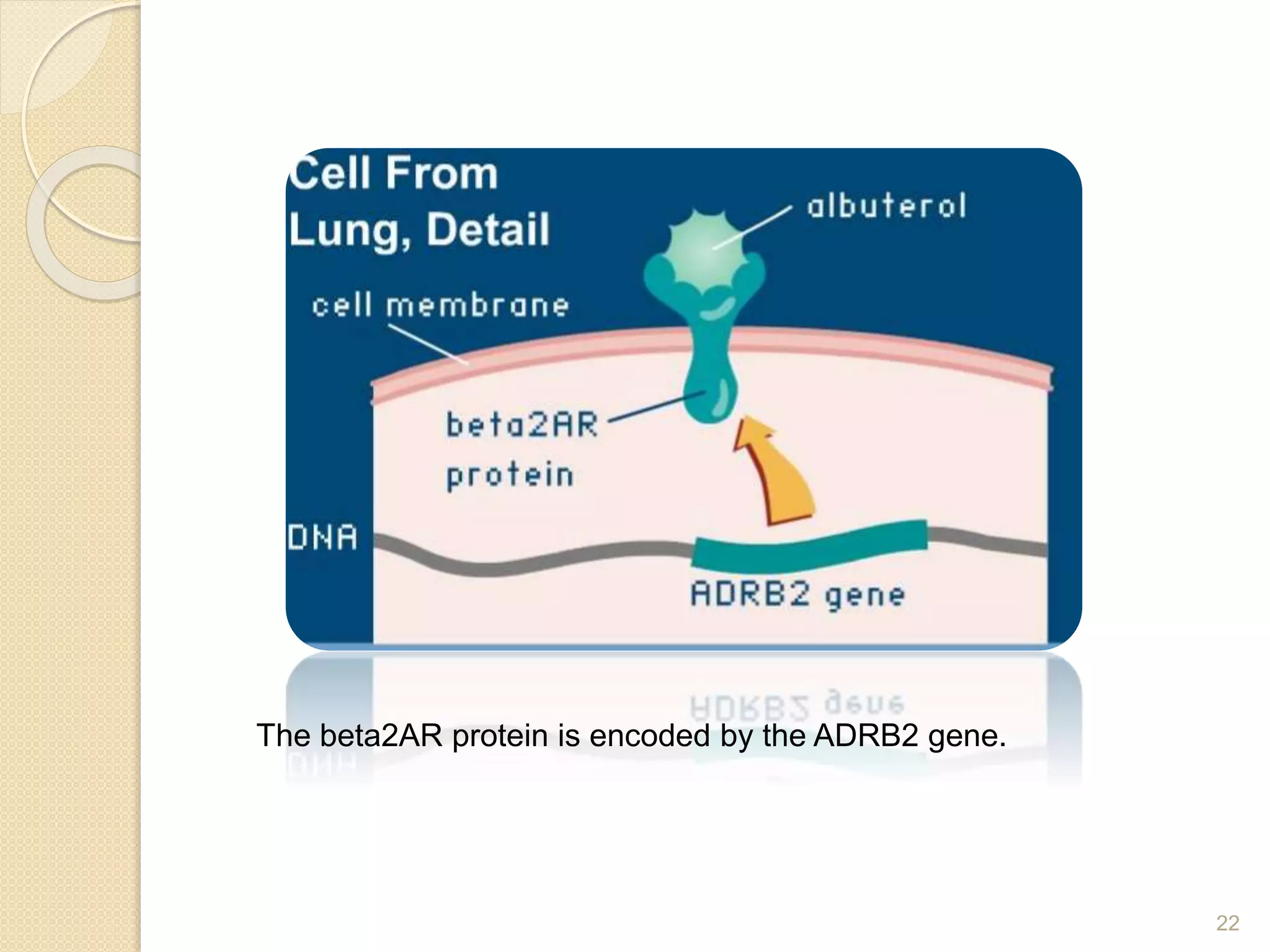 22
The beta2AR protein is encoded by the ADRB2 gene.
 