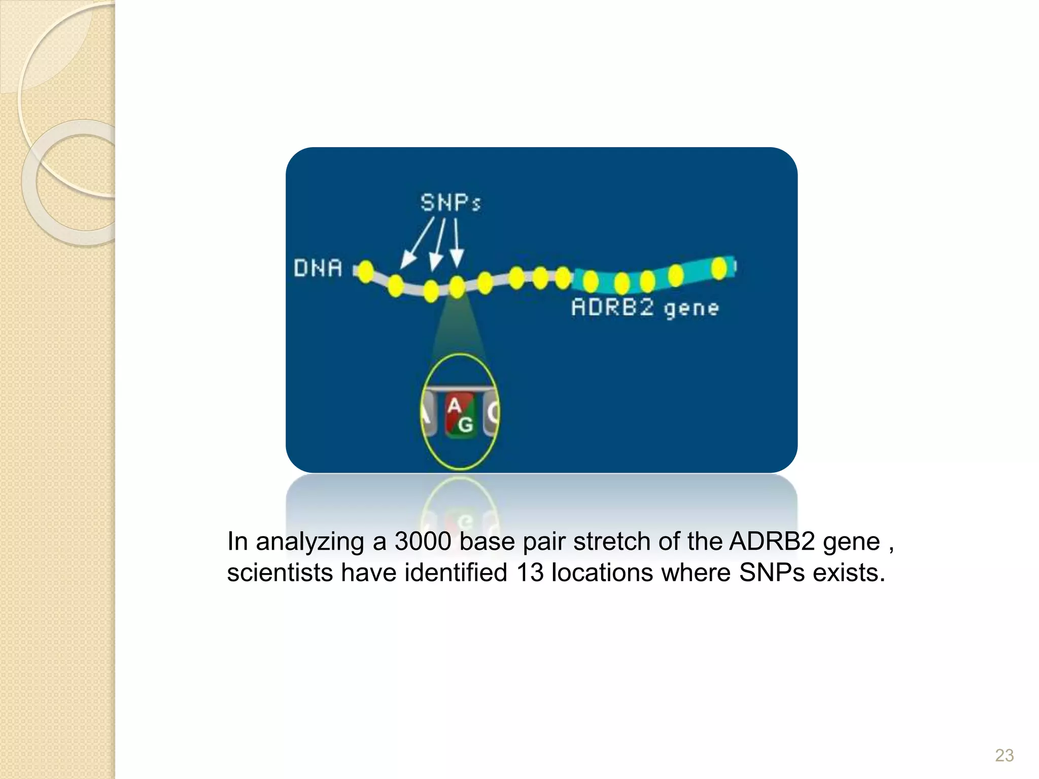 23
In analyzing a 3000 base pair stretch of the ADRB2 gene ,
scientists have identified 13 locations where SNPs exists.
 