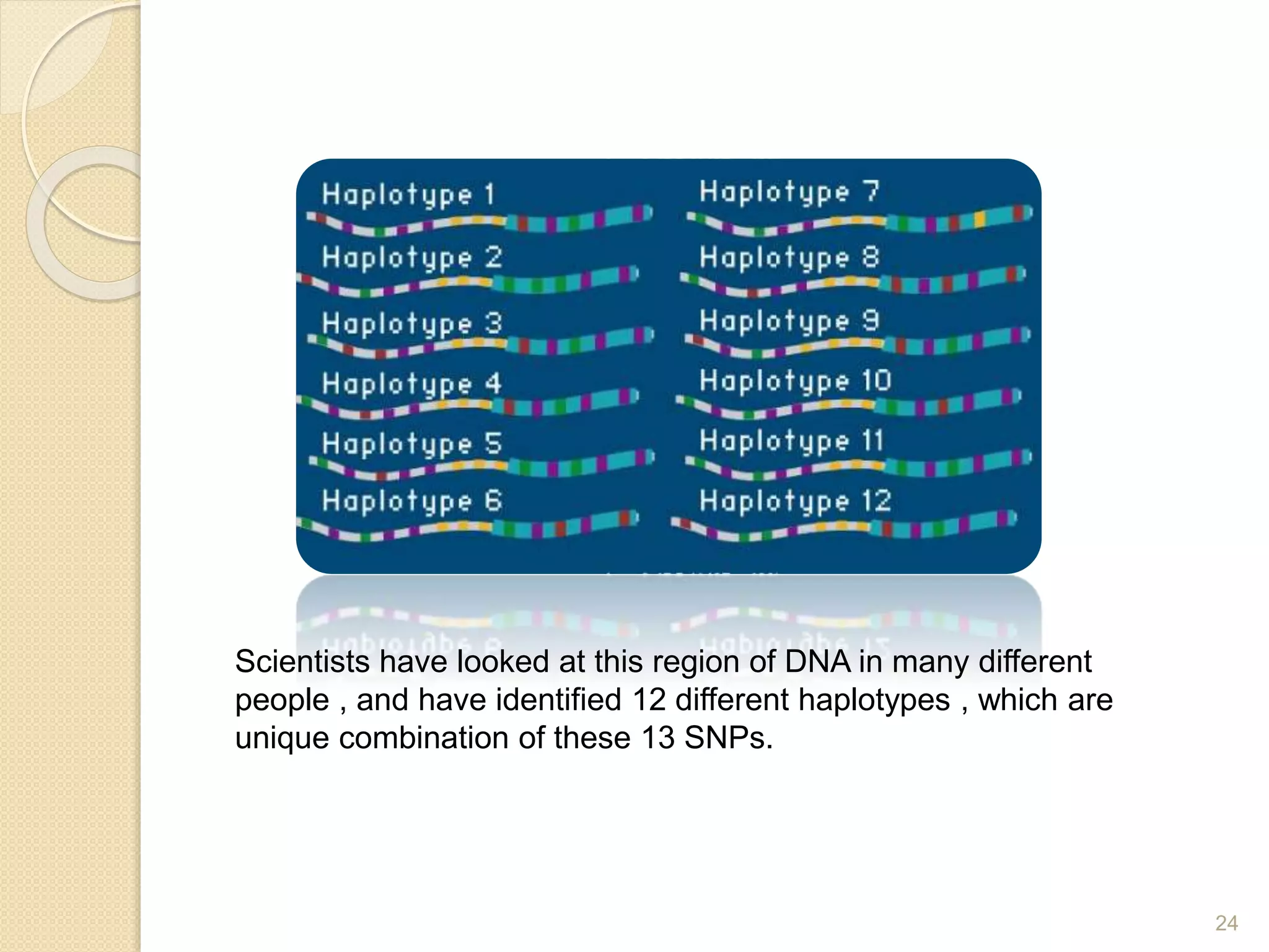 24
Scientists have looked at this region of DNA in many different
people , and have identified 12 different haplotypes , which are
unique combination of these 13 SNPs.
 