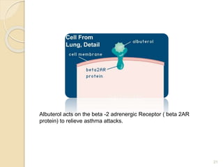 21
Albuterol acts on the beta -2 adrenergic Receptor ( beta 2AR
protein) to relieve asthma attacks.
 