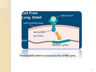 22
The beta2AR protein is encoded by the ADRB2 gene.
 