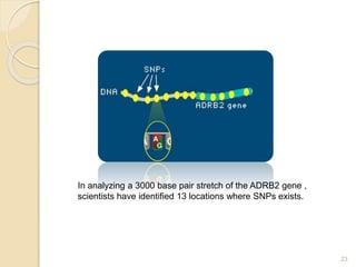 23
In analyzing a 3000 base pair stretch of the ADRB2 gene ,
scientists have identified 13 locations where SNPs exists.
 