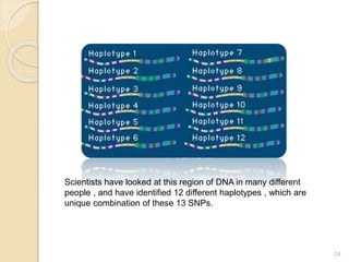 24
Scientists have looked at this region of DNA in many different
people , and have identified 12 different haplotypes , which are
unique combination of these 13 SNPs.
 