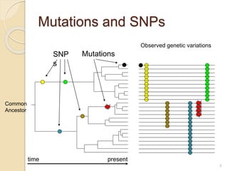 Mutations and SNPs
Common
Ancestor
time present
Observed genetic variations
MutationsSNP
s
3
 