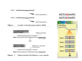 7 single-nucleotide polymorphism in the vrpgip2... Single Nucleotide Polymorphisms (2)-1.pptx