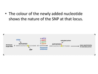Single Nucleotide Polymorphisms (2)-1.pptx