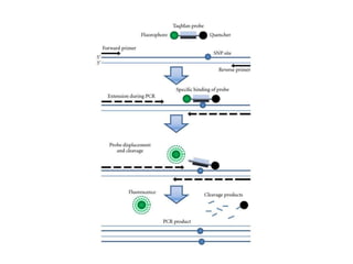 7 single-nucleotide polymorphism in the vrpgip2... Single Nucleotide Polymorphisms (2)-1.pptx