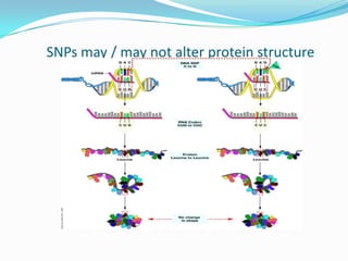 Single nucleotide polymorphisms (sn ps), haplotypes, | PPTX