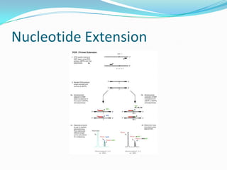 Single nucleotide polymorphisms (sn ps), haplotypes, | PPTX