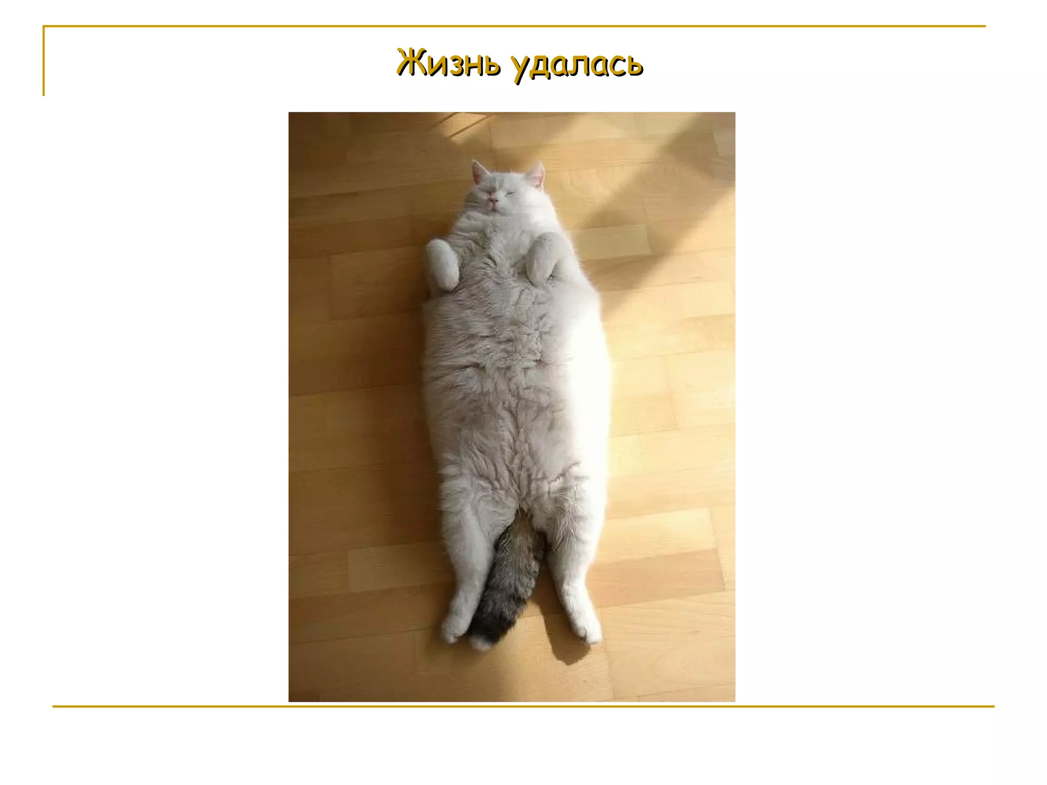 Жизнь удалась 