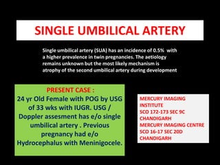 SINGLE UMBILICAL ARTERY Single umbilical artery (SUA) has an incidence of 0.5%  with a higher prevalence in twin pregnancies. The aetiology remains unknown but the most likely mechanism is atrophy of the second umbilical artery during development   PRESENT CASE :                                                24 yr Old Female with POG by USG  of 33 wks with IUGR. USG / Doppler assesment has e/o single umbilical artery . Previous pregnancy had e/o  Hydrocephalus with Meninigocele. MERCURY IMAGING INSTITUTE  SCO 172-173 SEC 9C  CHANDIGARH MERCURY IMAGING CENTRE  SCO 16-17 SEC 20D CHANDIGARH 