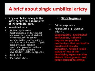 A brief about single umbilical arterySingle umbilical artery is  the most  congenital abnormality of the umbilical cord.Associated with Hollow organ atresia . Gastrointestinal and urogenital abnormalities, musculoskeletal, cardiovascular and central nervous system malformations and limb reduction defects , Cystic renal dysplasia , meckels  syndrome , posterior uretheral valve , anterior uretheraldiverticulum , uretheral agenesis IUGR , IUD Premature labour .. EtiopathogenesisPrimary agenesisRegression of preformed artery  .Coagulopathy , Endothelial dysfunction , Ischemic sequale are possible mechanisms that can lead to mentioned vascular disruption.  Altered  blood supply of rest of the developing organs can also disturb  there genesis  and hence can lead to atresia.