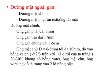 • Đường mật ngoài gan:
    - Đường mật chính
    - Đường mật phụ: túi mật,ống túi mật
 Đường mật chính:
    Ống gan phải dài 7mm
    Ống gan trái dài 17mm
    Ống gan chung dài 3-5cm
    Ống mật chủ D = 6-8mm tối đa 10mm, đổ vào
 bống vater. ( ở 2/3 trên với 1/3 dưới của tá tràng )
 20-30% không có bống vater, ống mật chủ, ống
 wirsung đổ tá tràng vào 2 lỗ riêng biệt.
 
