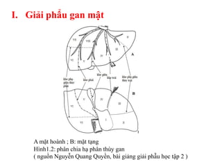I. Giải phẩu gan mật




    A mặt hoành ; B: mặt tạng
    Hình1.2: phân chia hạ phân thùy gan
    ( nguồn Nguyễn Quang Quyền, bài giảng giải phẫu học tập 2 )
 