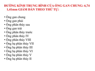 ĐƢỜNG KÍNH TRUNG BÌNH CỦA ỐNG GAN CHUNG: 6,74
 1,41mm GIẢM DẦN THEO THỨ TỰ:

• Ống gan chung
• Ống gan phải
• Ống phân thùy sau
• Ống gan trái
• Ống phân thùy trước
• Ống phân thùy IV
• Ống phân thùy VIII
• Ống hạ phân thùy VII
• Ống hạ phân thùy III
• Ống hạ phân thùy VI
• Ống hạ phân thùy V
• Ống hạ phân thùy II
 