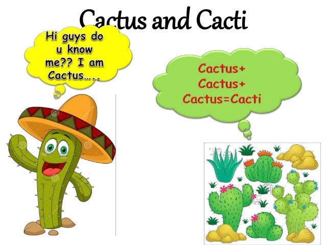 plural of cactus plural of cactus