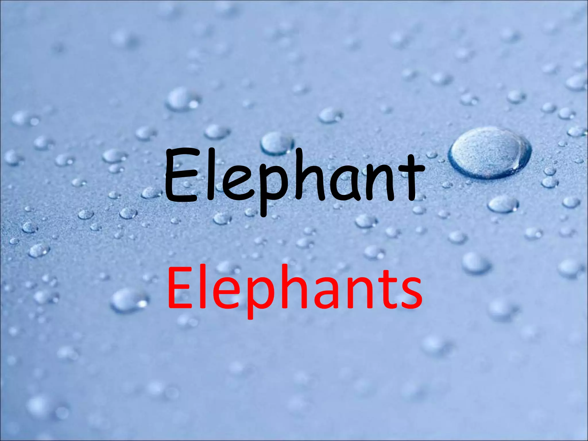 Elephant
Elephants
 