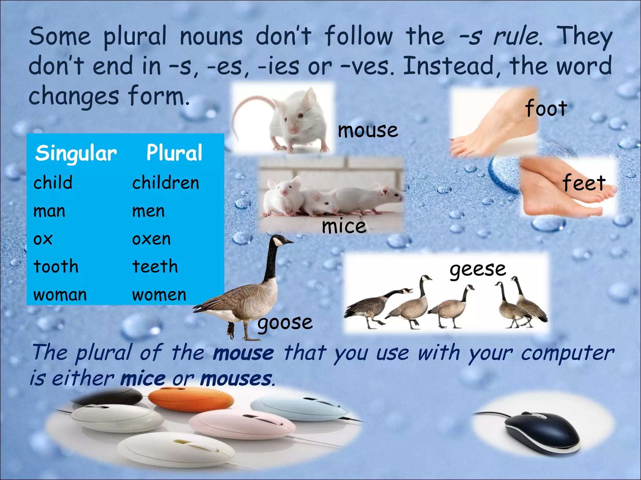 Singular and Plural Nouns | PPT
