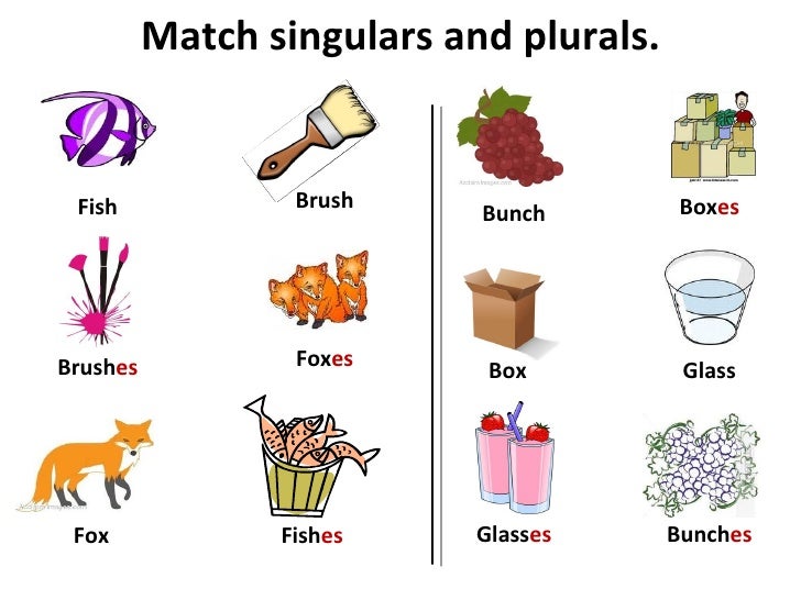 Singular and plural_nouns 2