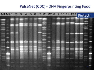 69
PulseNet (CDC) - DNA Fingerprinting Food
 
