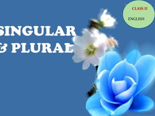SINGULAR
& PLURAL
CLASS II
ENGLISH
 