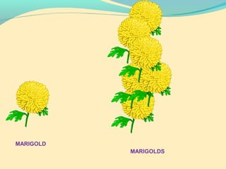 MARIGOLD
MARIGOLDS
 