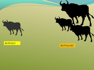 BUFFALO
BUFFALOES
 