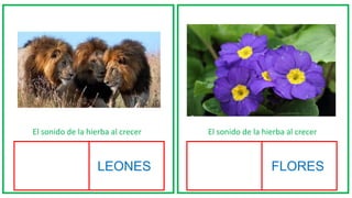 El sonido de la hierba al crecer El sonido de la hierba al crecer
LEONES FLORES
 
