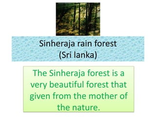 Sinheraja rain forest (Sri lanka) The Sinheraja forest is a very beautiful forest that given from the mother of the nature.  