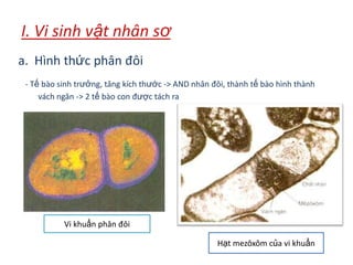 I. Vi sinh vật nhân sơ
a. Hình thức phân đôi
- Tế bào sinh trưởng, tăng kích thước -> AND nhân đôi, thành tế bào hình thành
vách ngăn -> 2 tế bào con được tách ra
Vi khuẩn phân đôi
Hạt mezôxôm của vi khuẩn
 