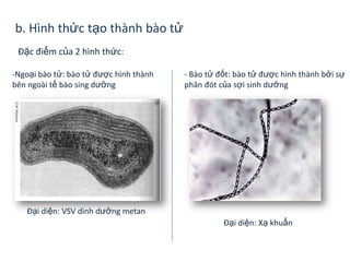 b. Hình thức tạo thành bào tử
Đặc điểm của 2 hình thức:
-Ngoại bào tử: bào tử được hình thành
bên ngoài tế bào sing dưỡng
- Bào tử đốt: bào tử được hình thành bởi sự
phân đót của sợi sinh dưỡng
Đại diện: VSV dinh dưỡng metan
Đại diện: Xạ khuẩn
 