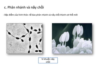 c. Phân nhánh và nảy chồi
- Đặc điểm của hình thức: tế bào phân nhánh và nảy chồi thành cơ thể mới
Vi khuẩn nảy
chồi
 