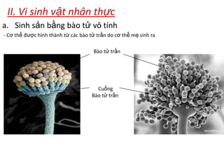 II. Vi sinh vật nhân thực
a. Sinh sản bằng bào tử vô tính
- Cơ thể được hình thành từ các bào tử trần do cơ thể mẹ sinh ra
Bào tử trần
Cuống
Bào tử trần
 