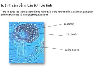 b. Sinh sản bằng bào tử hữu tính
-Hợp tử được tạo thành do sự kết hợp hai tế bào, trong hợp tử diễn ra quá trình giảm phân
để hình thành bào tử kín đựng trong túi bào tử
Bào tử kín
Túi bào tử
Cuống bào tử
 