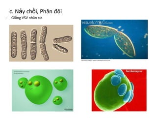 c. Nảy chồi, Phân đôi
- Giống VSV nhân sơ
 