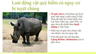 Loài động vật quý hiếm có nguy cơ
bị tuyệt chủng
• Tê giác Java ( còn được gọi là tê
giác một sừng ) cuối cùng ở Việt
Nam đã chết tại Vườn Quốc Gia
Cát Tiên. Như vậy, năm 2011, tê
giác Java đã chính thức tuyệt
chủng ở Việt Nam.
• Hiện nay tê giác Java được xếp
vào nhóm cực kỳ nguy cấp.
• Trên thế giới chỉ còn bán đảo
Ujung Kulon ( Indonesia) còn tê
giác Java.
 
