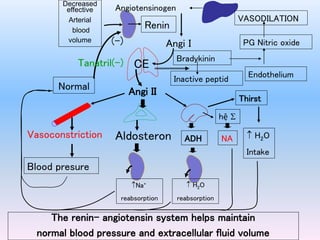 The renin- angiotensin system helps maintain
normal blood pressure and extracellular fluid volume
Decreased
effective
Arterial
blood
volume
Renin
Angiotensinogen
CE
Vasoconstriction Aldosteron ADH
Thirst
 H2O
Intake
 H2O
reabsorption
Blood presure
Na+
reabsorption
Angi I
Angi II
Normal
(-)
Bradykinin
Inactive peptid Endothelium
PG Nitric oxide
VASODILATION
hệ 
NA
Tanatril(-)
 