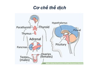 Cơ chế thể ịc
 