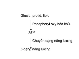 Glucid, protid, lipid
Phosphoryl oxy hóa khử
ATP
Chuyển dạng năng lượng
5 dạng năng lượng
 