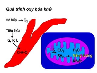 Quá trình oxy hóa khử
Hô hấp
Tiêu hóa
G, P, L
C-H-O
O2
CO2 H2O
Năng lượng
Nhiệt
SH2
S
 