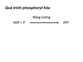 Quá trình phosphoryl hóa
Năng lượng
ADP + P ATP
 