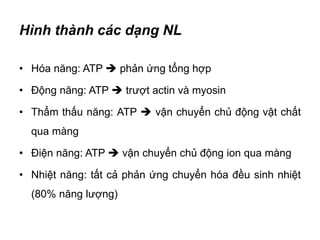 Hình thành các dạng NL
• Hóa năng: ATP  phản ứng tổng hợp
• Động năng: ATP  trượt actin và myosin
• Thẩm thấu năng: ATP  vận chuyển chủ động vật chất
qua màng
• Điện năng: ATP  vận chuyển chủ động ion qua màng
• Nhiệt năng: tất cả phản ứng chuyển hóa đều sinh nhiệt
(80% năng lượng)
 