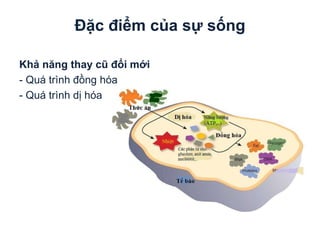 Đặc điểm của sự sống
Khả năng thay cũ đổi mới
- Quá trình đồng hóa
- Quá trình dị hóa
 