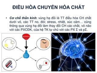 ĐIỀU HÒA CHUYỂN HÓA CHẤT
• Cơ chế thần kinh: vùng hạ đồi là TT điều hòa CH chất
dưới vỏ, các TT no, đói; stress, nhiệt, xúc cảm… cũng
thông qua vùng hạ đồi làm thay đổi CH các chất, vỏ não
với các PXCĐK, của hệ TK tự chủ với các PX Σ và pΣ.
 