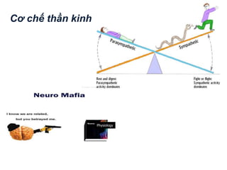 Physiology
Cơ chế thần kinh
 