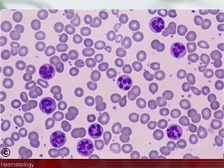 Sinh lý máu 6 ym