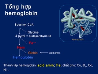 Tổng hợp
hemoglobin
Thành lập hemoglobin: acid amin; Fe; chất phụ: Cu, B6, Co,
Ni...
Glycine
4 pyrol
Fe++
Hem
Globin
Hemoglobin
= protoporphyrin IX
Succinyl CoA
acid amin
 