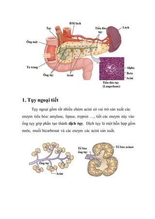 SINH LÝ TUYẾN TỤY NỘI TIẾT ĐIỀU HÒA ĐƯỜNG HUYẾT QUA INSULIN VÀ GLUCAGON