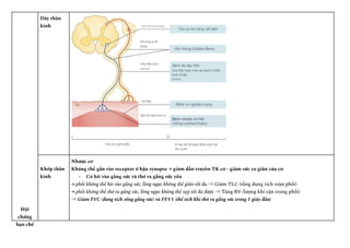 Hội
chứng
hạn chế
Dây thần
kinh
Khớp thần
kinh
Nhược cơ
Kháng thể gắn vào receptor ở hậu synapse → giảm dẫn truyền TK cơ - giảm sức co giãn của cơ
-​ Cơ hít vào gắng sức và thở ra gắng sức yếu
→ phổi không thể hít vào gắng sức, lồng ngực không thể giãn tối đa ⇒ Giảm TLC (tổng dung tích toàn phổi)
→ phổi không thể thở ra gắng sức, lồng ngực không thể xẹp tối đa được ⇒ Tăng RV (lượng khí cặn trong phổi)
⇒ Giảm FVC (dung tích sống gắng sức) và FEV1 (thể tích khí thở ra gắng sức trong 1 giây đầu)
 